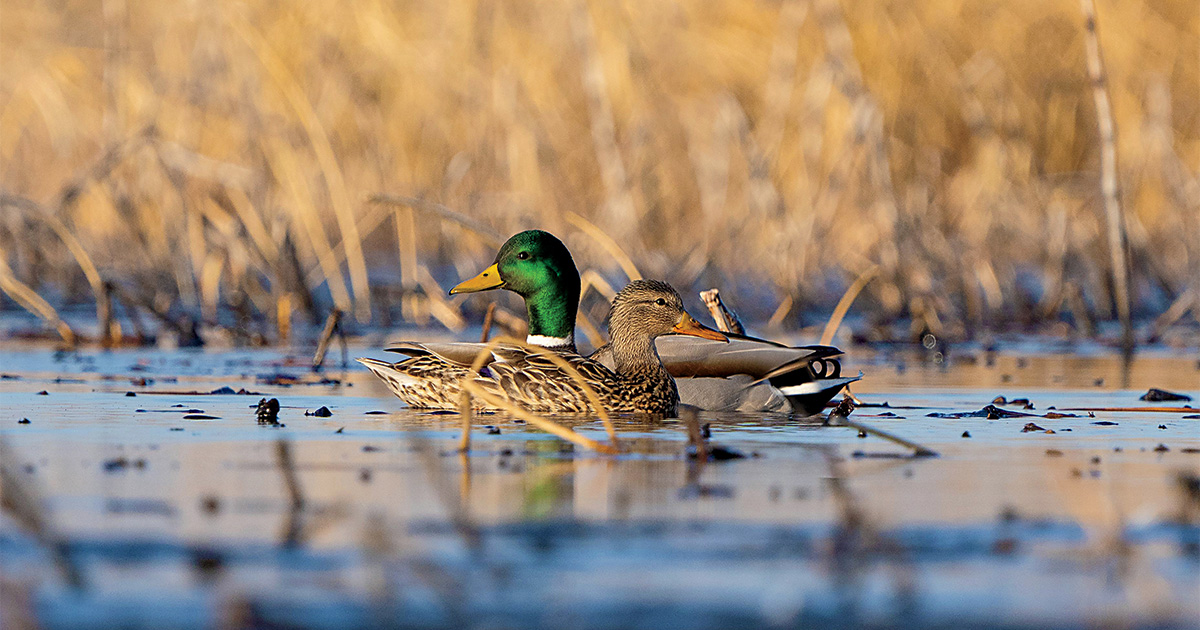 Mallard pair in wetland. Photo by Phil Kahnke/Banded.com